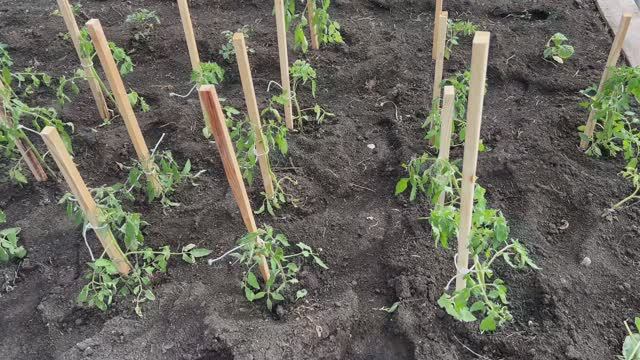 На участке высадила рассаду, что на огороде смотреть онлайн