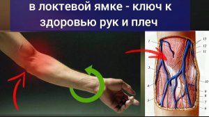 Бифуркация плечевой артерии - ключ к здоровью локтей, кистей и шеи. Упражнения