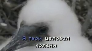 Караоке  Русские Песни  Одинокая ветка сирени  Karaoke163