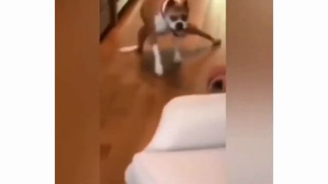 Лучшие приколы 2021 | Лютые приколы | Приколы из тик тока | #3 смотреть онлайн