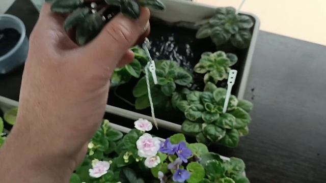 МОИ ОШИБКИ ! ЧТО С ДЕТКАМИ ?