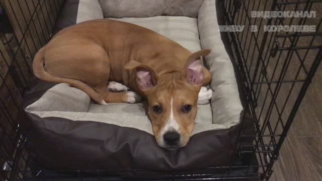 Амстафф Тара против лежанки: битва, которую никто не ожидал смотреть онлайн