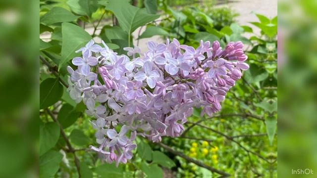 Сирень .. lilac смотреть онлайн