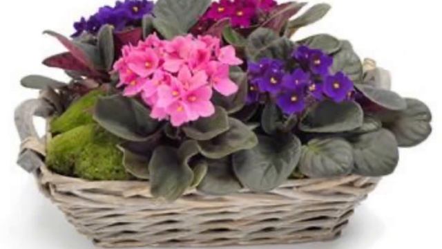 Как красиво подарить фиалку?🌷@marinaqueen9988 смотреть онлайн