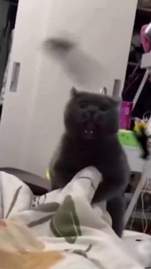 Кот злобно кусает ноги #смешныеживотные #кот #figase