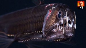 Рыба-гадюка. Жуткий обитатель морских глубин. Зубастый монстр подводного мира