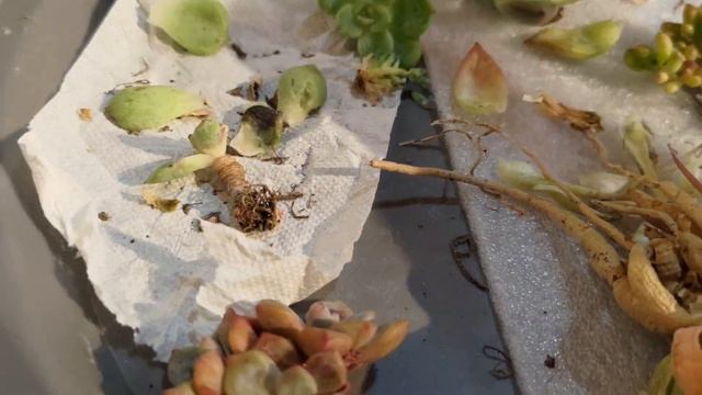 приехали китайские суккуленты 😄#распаковка