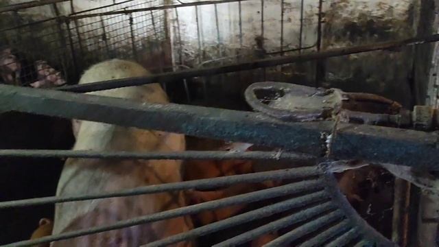 10 тонн Пшеницы для пупсиков