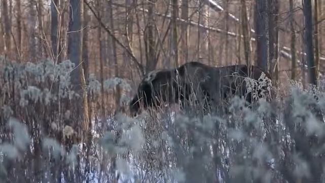 Видео охота на лося смотреть онлайн