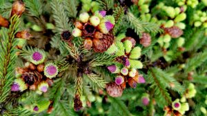 Хвойный сад!🌲 Первые приросты!🔥 Часть 2!Обзор! 19 мая 2025г