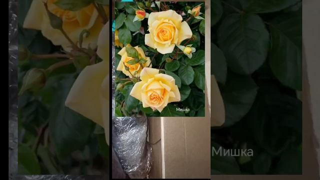 Посылка от Розы Вдохновения смотреть онлайн