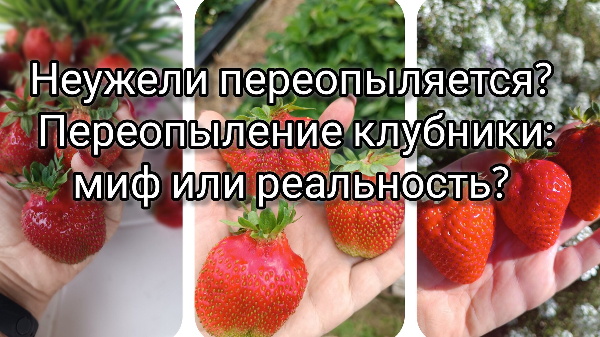 Переопыление клубники: миф или реальность? смотреть онлайн