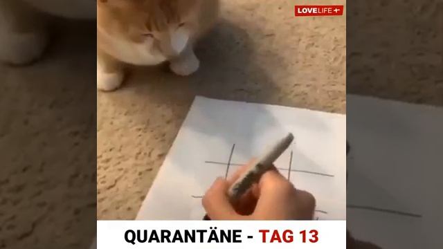 Юмор-сиди дома, братан😆 смотреть онлайн