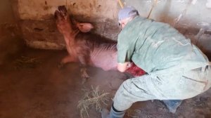 Кастрация взрослого кабана в одного, за 15 минут! Видео