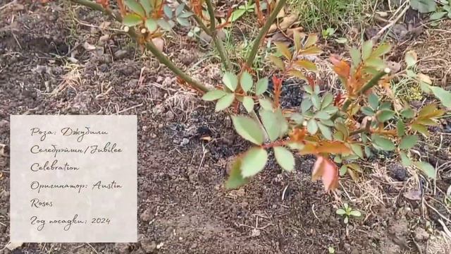 Мои розы после зимы. О том, как же мало садоводу нужно д