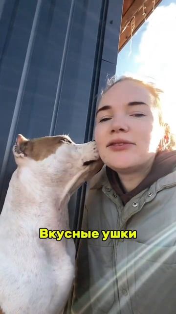Своя собака самая вкусная #shortvideo #собака #staff #pitbull #стаффорд #стаффордширскийтерьер смотреть онлайн