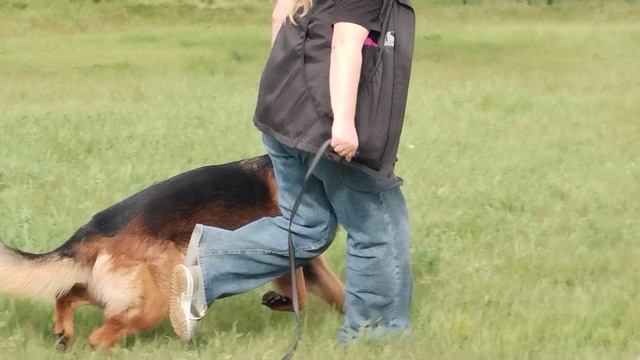 1.  выражено/перв STAR WINNER DZHEKSON (Баларис Блэк Файер – Star Winner Ulyana)