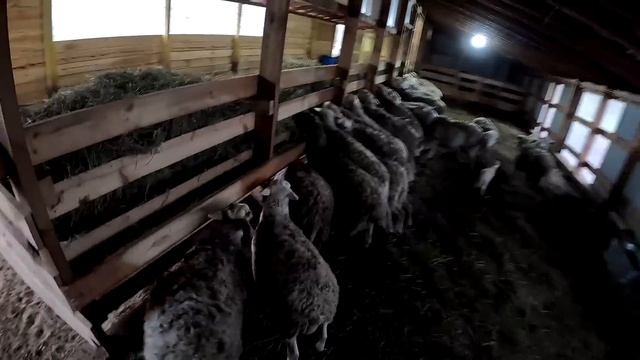 СПАСЕНИЕ ПРИЕХАЛО ! СЕНО ПРИВЕЗЛИ ! РАСКЛАДЫВАЕМ ! ХУТО