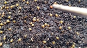 Как размножаются калифорнийские червяки