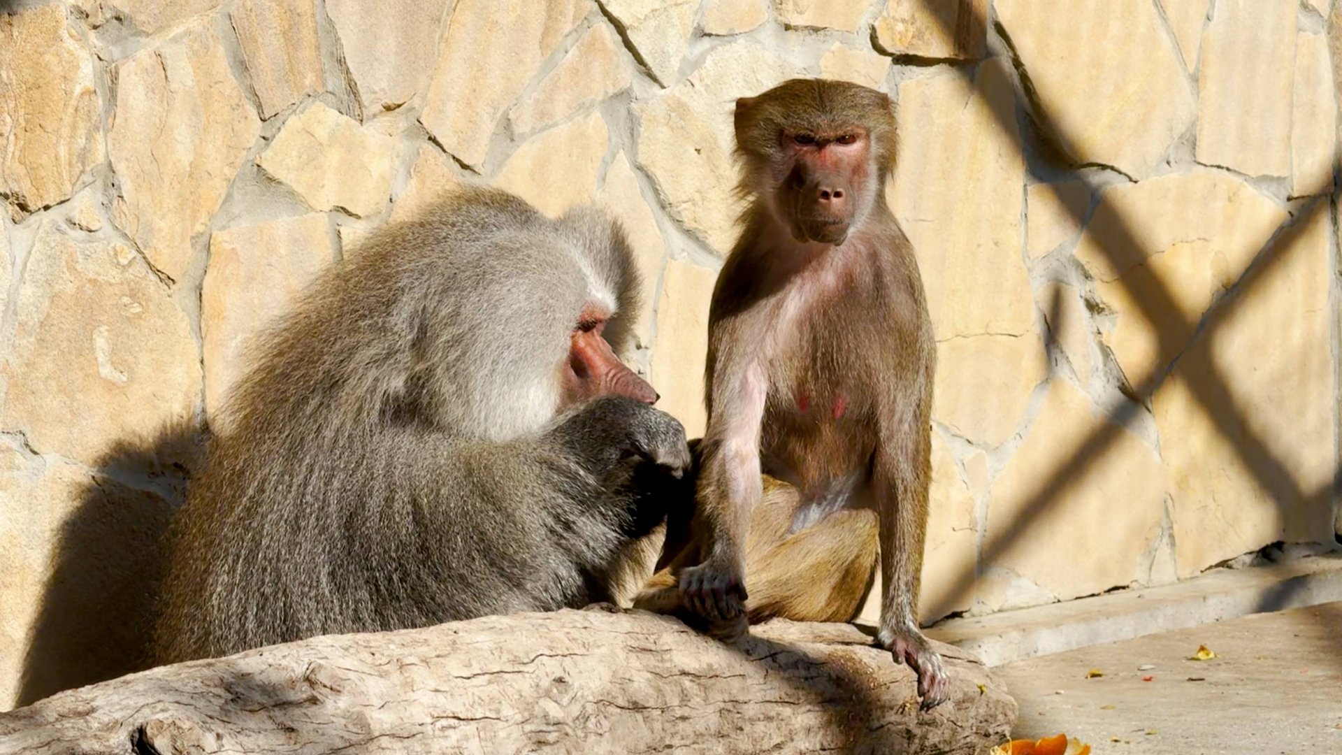 Елисей красуется перед Лидой, пылинки с нее сдувает! Роковая обезьяна! Конкурентка Донны Розы! смотреть онлайн