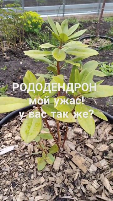 РОДОДЕНДРОН мой ужас! дайте совет как спасти #садмечты смотреть онлайн