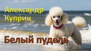 А. Куприн. "Белый пудель". Рассказ.