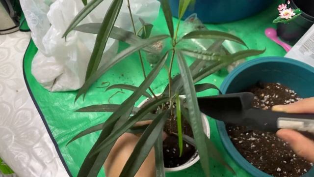 ФИКУС АЛИ 🪴ОТРОСТИГІН ДҰРЫС ОТЫРҒЫЗУ✅ ЕСКІ ТОПЫРАҒЫ