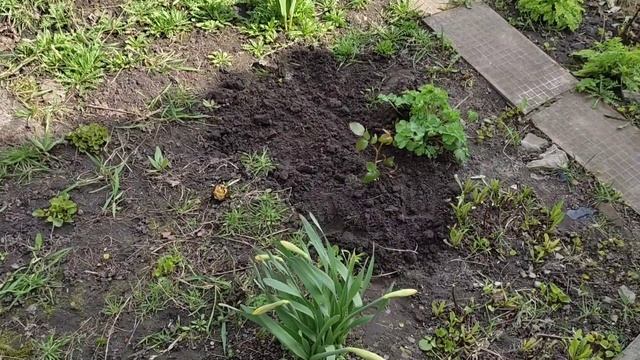 Купила себе розы🌹🌹