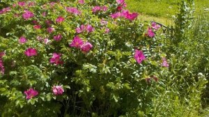 ОЙ ПАРНИ ,ПАРНИ МОЙ ВАМ СОВЕТ, НЕ РВИТЕ РОЗЫ В 17 ЛЕТ ! ВА?