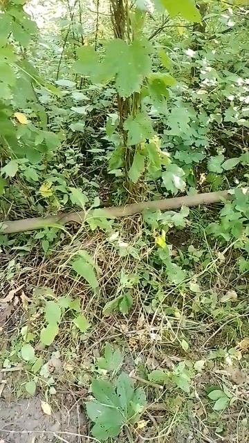 Поиск металлолома в лесу #metaldetecting #коп смотреть онлайн