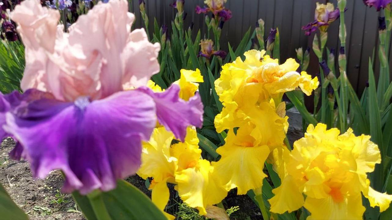 Ирисы. смотреть онлайн