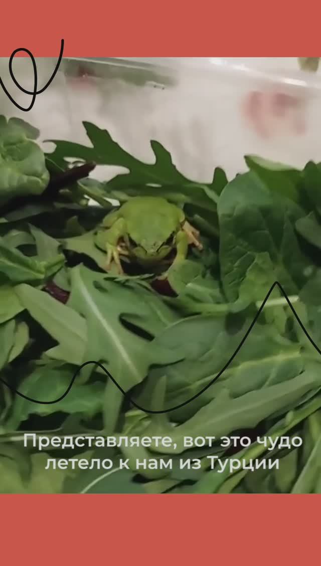 В УПАКОВКЕ САЛАТА НАШЛИ ЛЯГЯШКА I ЛЯГУШКА В САЛАТЕ ИЗ МАГАЗИНА смотреть онлайн