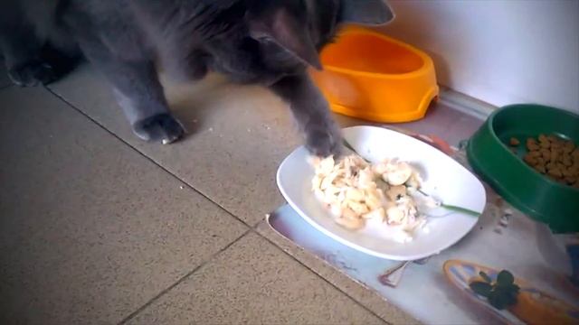 Эти забавные животные Кошка Пуся и рыба смотреть онлайн