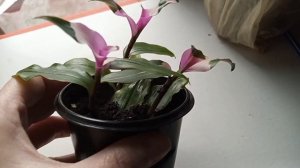 СЕКРЕТ в уходе ,,Застенчивой невесты,,традесканция