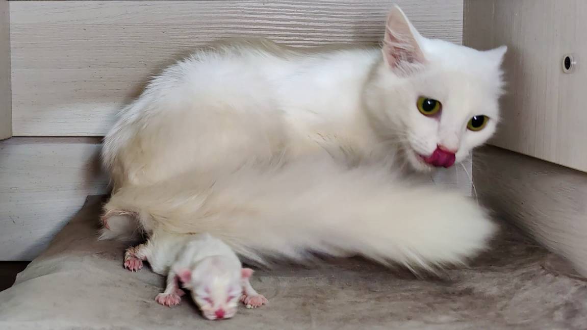 Новорожденный котенок. Второй день. Мама-кошка разговаривает с новорожденным котенком. смотреть онлайн