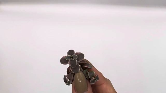 Новинки. Ластовневые и другие суккуленты.🌵 смотреть онлайн