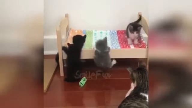 КОТЫ 2019 Смешные коты и котики, приколы с котов до слез – Смешные кошки – Funny смотреть онлайн