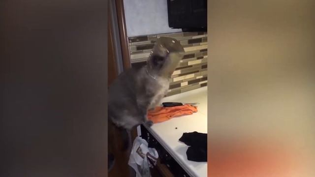 NEW КОТЫ 2019 - Смешные кошки 2019 - Кошачье хобби - дразнить людей смотреть онлайн