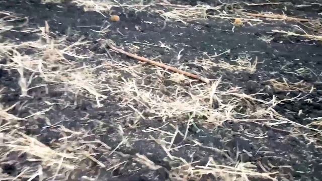 Посев озимой пшеницы по подсолнуху, МТЗ-50, сз-3.6 газ-4301/ смотреть онлайн