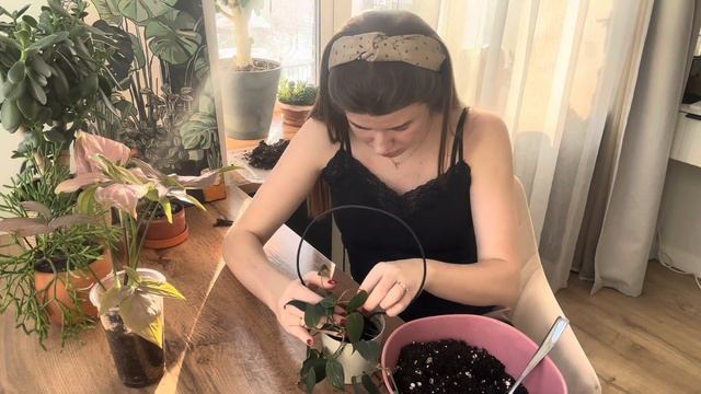 Распаковка растений и их пересадка 🌱