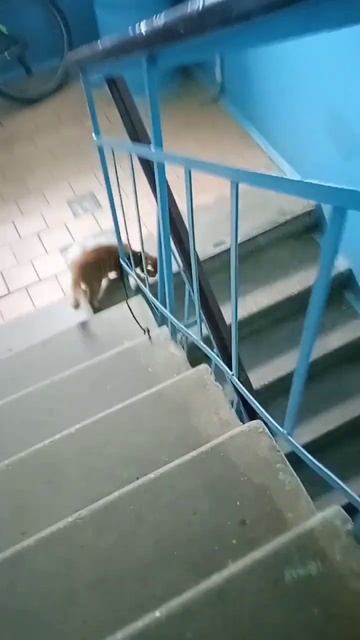 Кот спускается по лестнице в подъезде. The cat comes down the stair смотреть онлайн