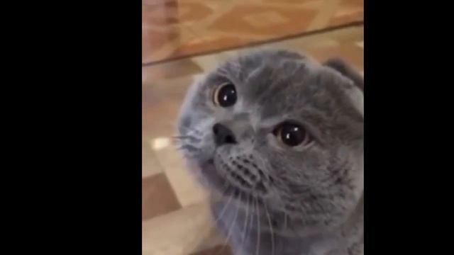 Ссмех без причины признак видео кошек смешные смотреть онлайн