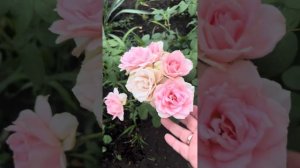 Ю а Бьютифул Роза