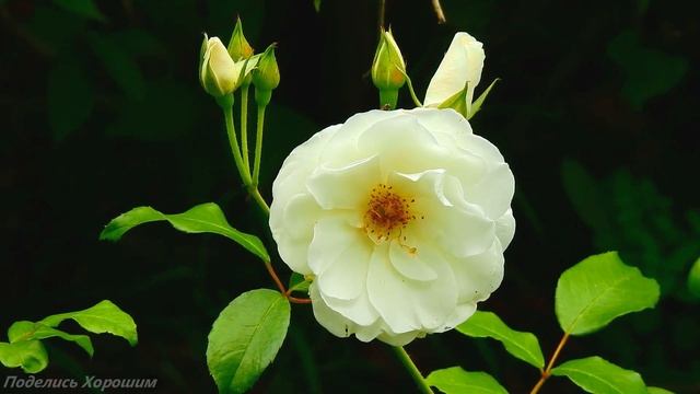 Розы. Видео для Расслабления и Вдохновения. Релаксаци смотреть онлайн