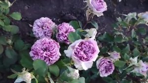 Царство роз 🌹Блю романеско 🌹#розы #цветение#сад#ЦАРС