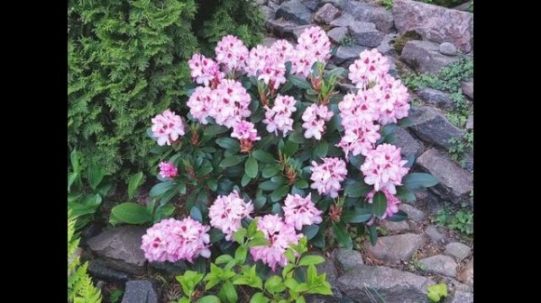 РОДОДЕНДРОН Hachmanns-Charmant\Хакманс Чармант\