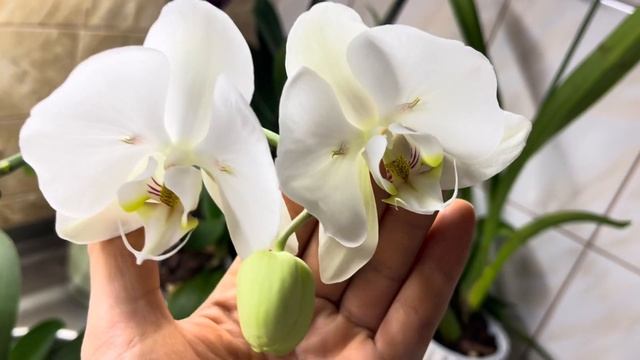 Мои красавицы. Новиночки 🦋🦋🦋 #орхідеї #орхидеибабо?