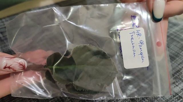 Новинки моей коллекции. Фиалки, хойя, филодендрон Бирк