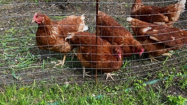 Куры за мной следят, семечки выпрашивают :)
#курыРодонит#первыеЯйца смотреть онлайн