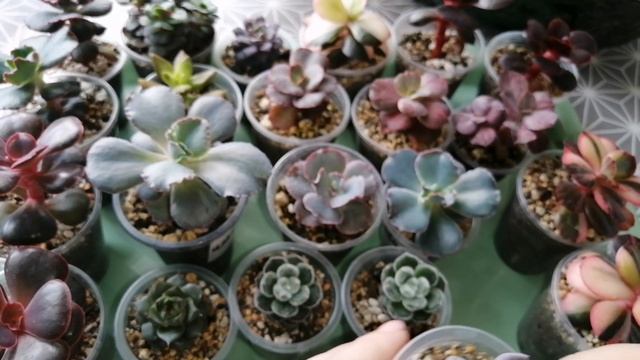 Продажа излишков коллекции суккулентов. Март-апрель 20